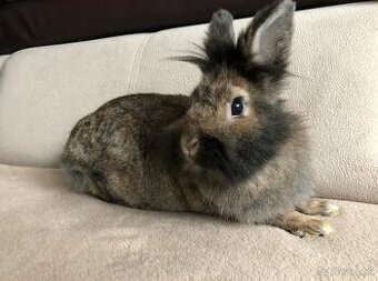 Biba na adopciu