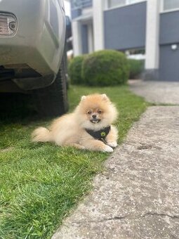 Pomeranian