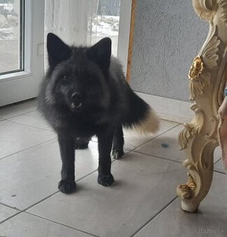Líška strieborná 10.05.2024