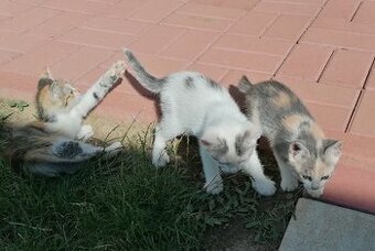 Darujem 3 strakaté nezbedné mačiatka
