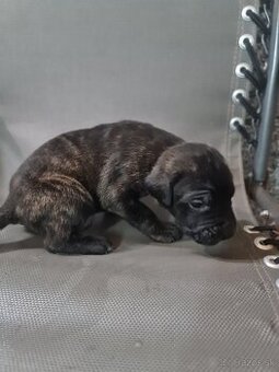 Cane corso