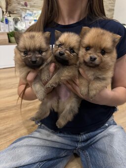 Nemecký špic, pomeranian - 1