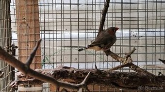 Predám/vymením zebričky, 2025