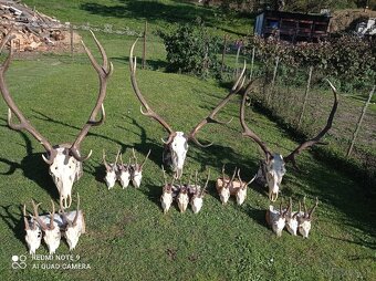 Predám poľovnícke trofeje – jelene a srnce