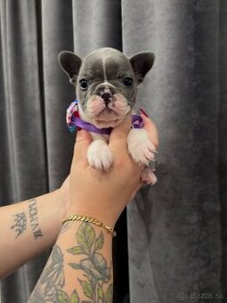 Francúzsky Buldoček