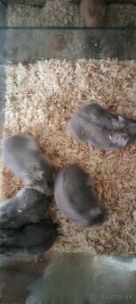 Škrečok džungarsky