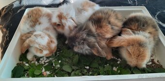 Zakrslé zajace minilop