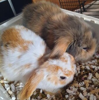 Zakrslé zajace minilop