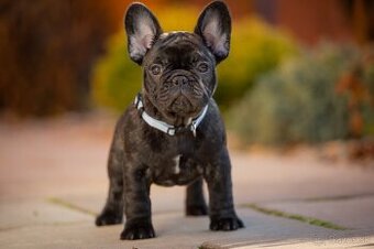 FRANCÚZSKY BULDOČEK s pp