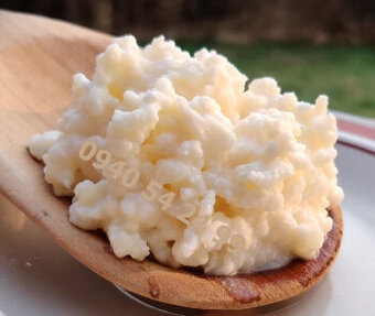 Domáci kefír - Tibetská huba