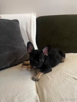 Francúzsky buldoček