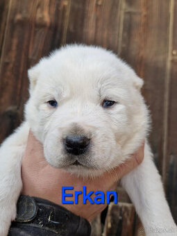 Stredoázijský ovčiak SAO s PP