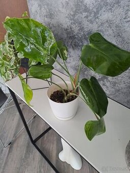 Monstera kvet cca 30-40cm
