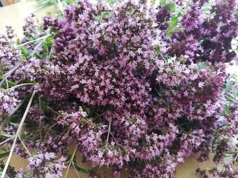 Predám sušené bylinky