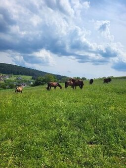 Ustajnenie s jazdiarnou  len 1,5km od centra PB