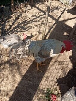 Predám kohúta vlašky šedej perlovej a kohúta marans