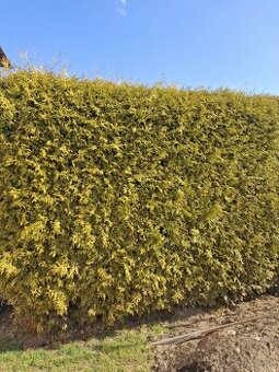 Darujem tuje za odvoz .