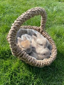 zdrobnelé zákrslé minilop zajačiky