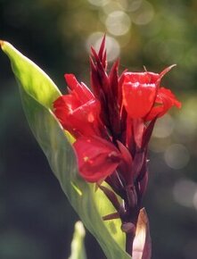 Kana indická červená - mohutné a zdravé cibuľky / hľúzy