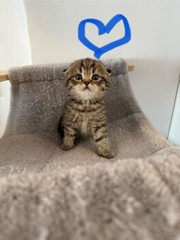 Škótske Klapouché/Rovnouché (Scottish Fold/Straight)