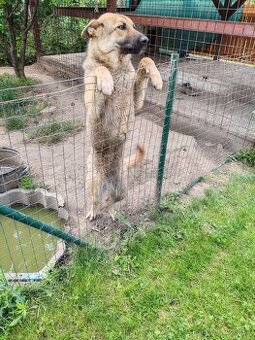 Darujem fenku NO