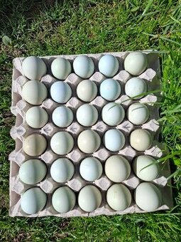 NV araucana