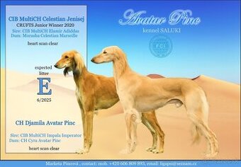 Saluki - Perský chrt