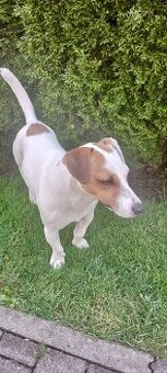 Jack Russel teriér - krytie