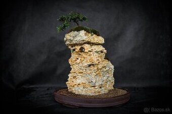 Bonsai Krajinka v miske