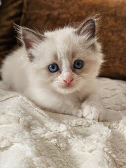Ragdoll maciatka