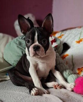 Boston,Bostonský teriér,Boston Terrier s PP