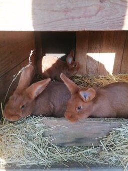 Novozelandsky červený