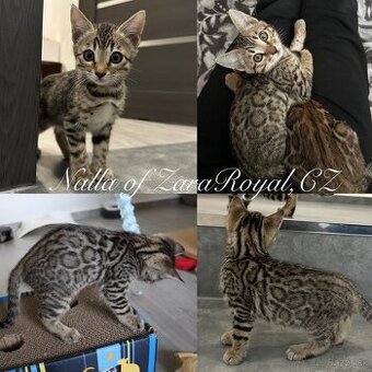 Bengalska mačka s PP