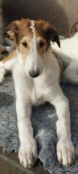 Barzoj ruský chrt s PP