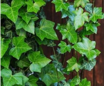 Brectan Popinavy- vzdyzelena rastlina Zilina