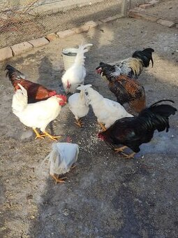 Predám kohúty leghorn biely