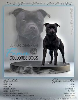 stafordšírsky bulteriér