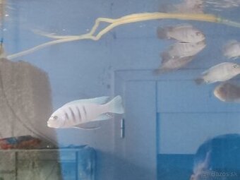 Cynotilapia sp. hara