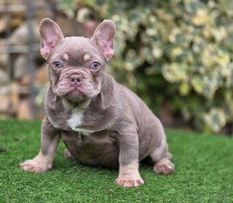 Francouzský buldoček,francuzsky,french bulldog