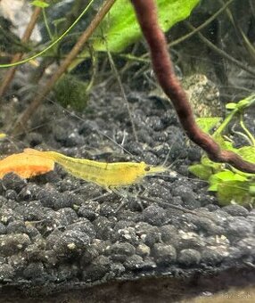 Krevety Neocaridina davidi Yellow (bledo žltá) od 20ks