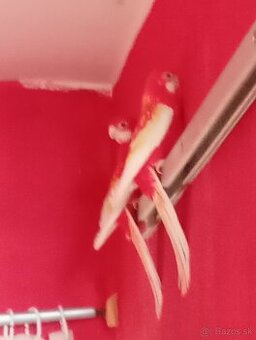 Predám rázvoru pestrú a rubio