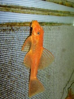 Ancistrus sp. red