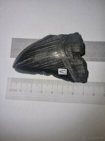 Zub megalodona (Otodus megalodon), 7cm