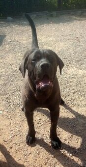 Americký bandog