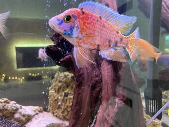 Cichlidy aulonocara calico