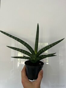 dracaena angolensis