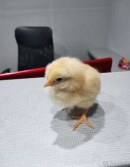 kuriatka gazdovska hempsirka 2D