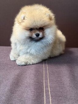 Nememcký špic/ Pomeranian