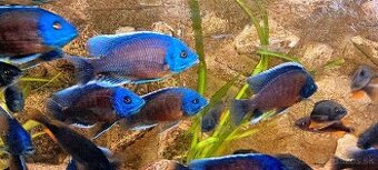 Africké Cichlidy