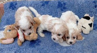 Cavapoo